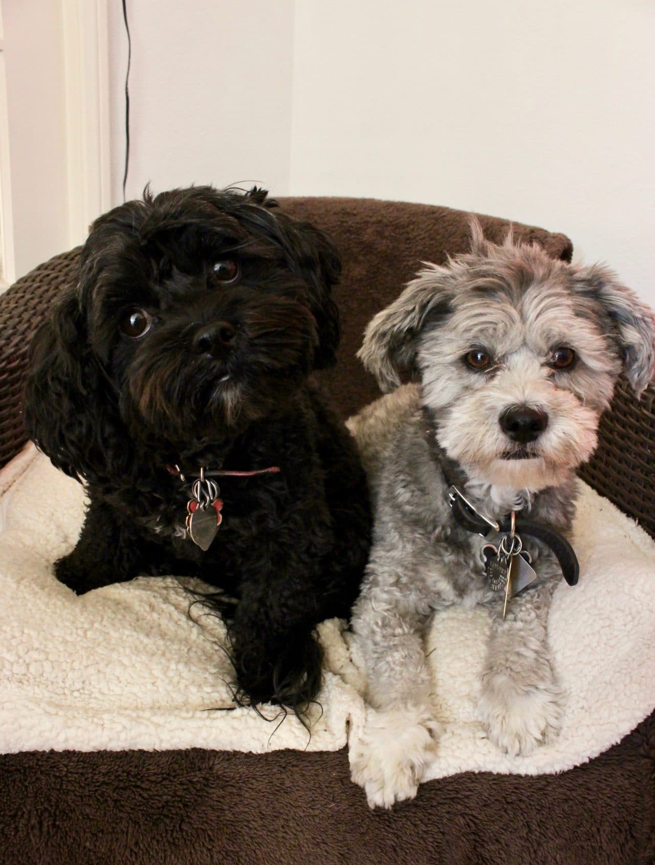 Plant-Based Vegan Rescue Dogs: Nala and Peluci