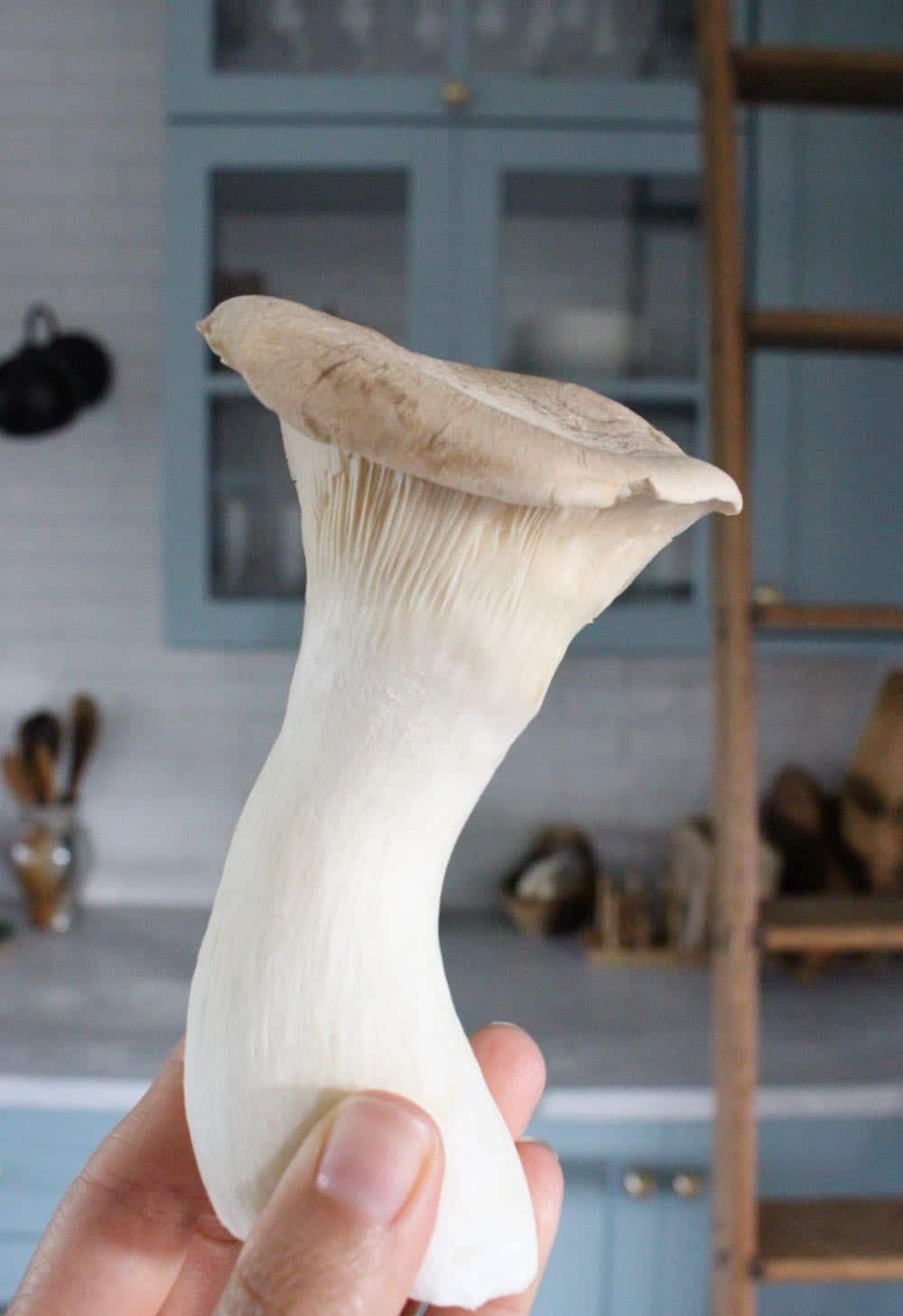 large king oyster mushroom